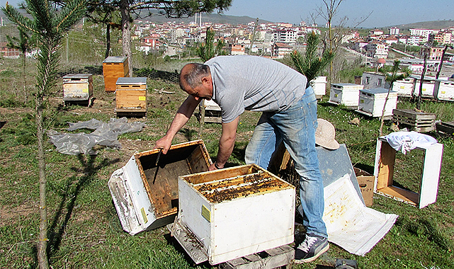 Arıcılara eğitimi verilecek