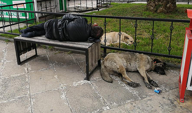 'Red Kit'i yanına yatan sokak köpekleri korudu