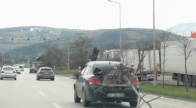 Karayolunda otomobil bagajında ağaç taşıdı