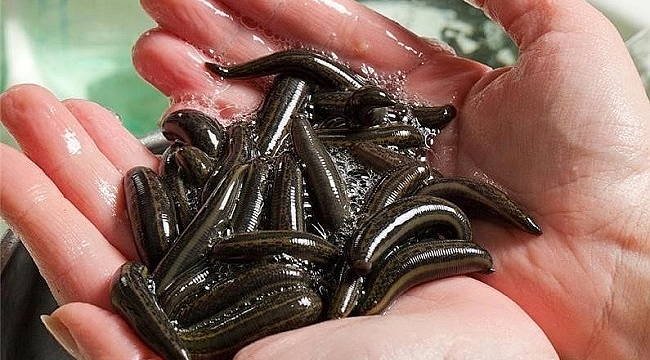 Samsun’da yıllık 1850 kilo tıbbi sülük üretilecek