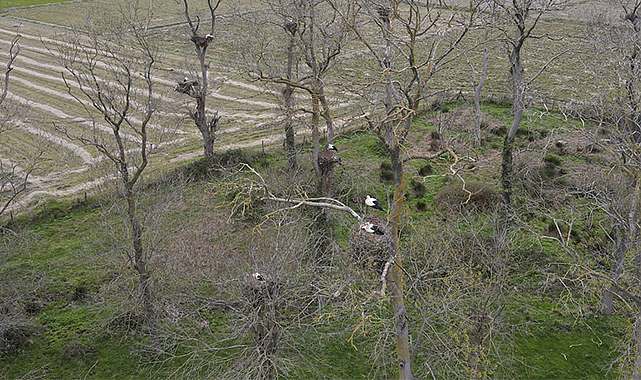 ‘Tarlada leylek olmazsa verim bile düşük oluyor’