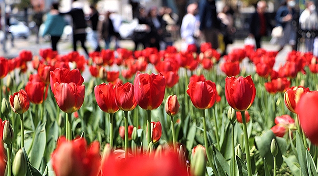 Yeşil Samsun hedefi