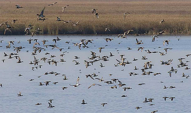 2 milyon 41 bin 479 su kuşu sayıldı