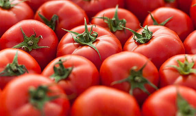 Domates ihracatında 203 milyon dolarlık gelir