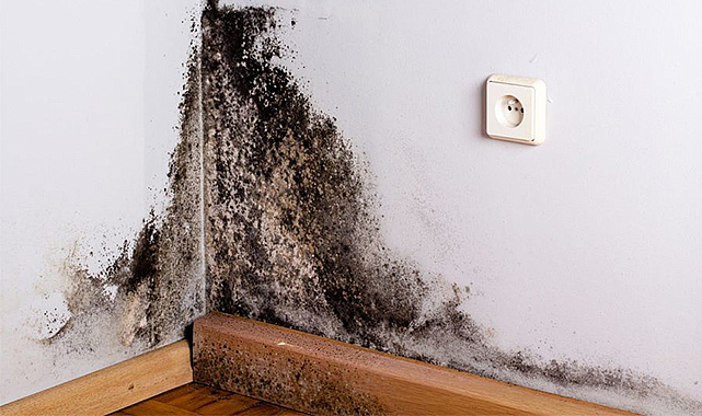 Evinizdeki küfü 30 dakikada yok ediyor! Sadece tek malzemeyle küften kurtulun