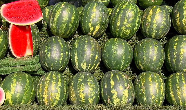 Karpuzun kilosu 35 dilimi 51 lira