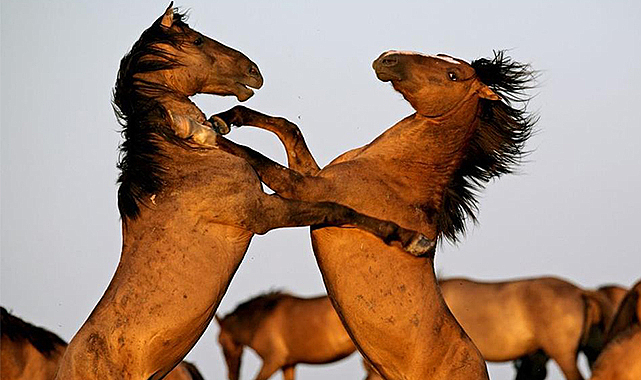 Kızılırmak Deltası’nın yılkı atları