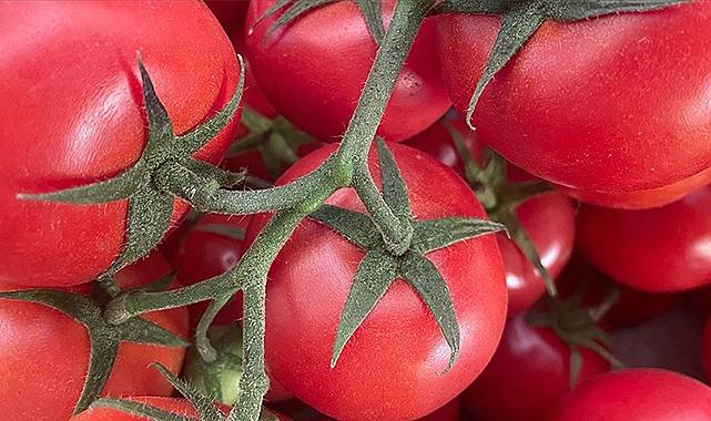 Rusya'ya domates ihracatında kota artırıldı