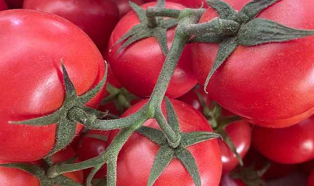 Rusya'ya domates ihracatında kota artırıldı