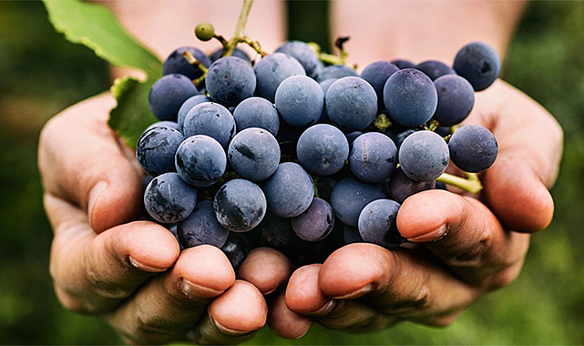 Sakın çöpe atmayın! Kansere karşı kalkan oluyor, bağırsakları temizliyor
