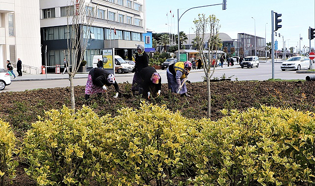 Samsun’da kadınlar 675 bin çiçek dikti