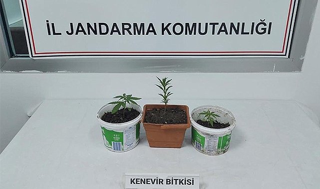 Samsun'da kenevir baskını: 1 gözaltı