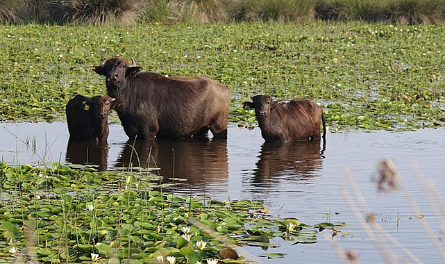 Samsun'un tarım ve hayvancılık potansiyeli