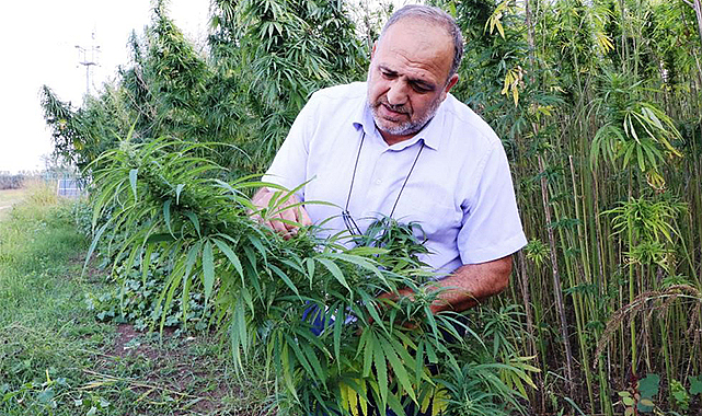 Türkiye'de kenevir ekimi hangi bölgelerde yapılacak?