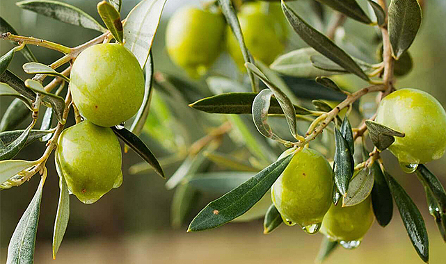 Türkiye zeytin ve zeytinyağında dünya ikincisi oldu