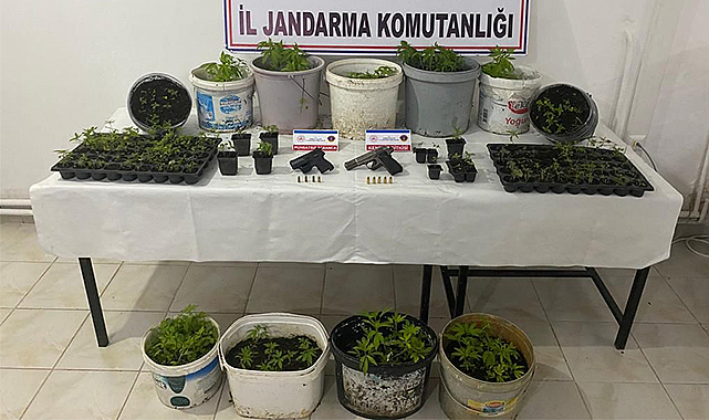 Bafra’da kenevir operasyonu