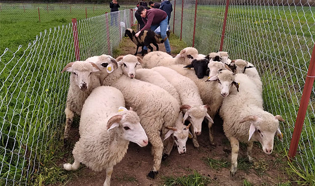 Bu proje ile kaliteli ve ucuz et üretimi artacak