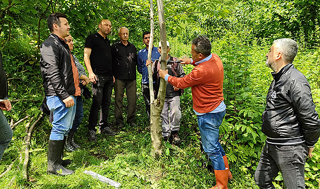 Ceviz ve kestane ağaçlarında örnek aşılama çalışması anlatıldı
