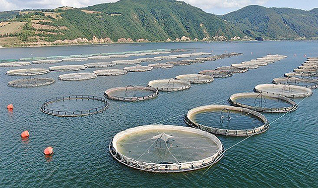 Doğu Karadeniz'de Türk somonu atağı!