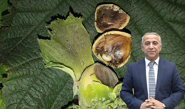 Fındık kurdu ve küllenme hastalığı ile mücadele zamanı