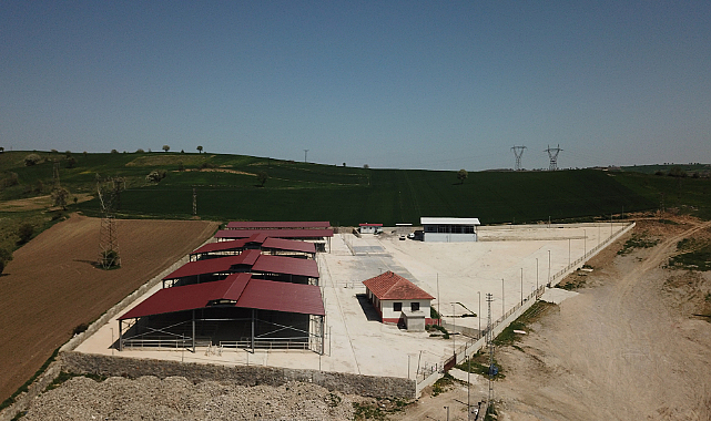 Havza'da canlı hayvan pazarı açıldı