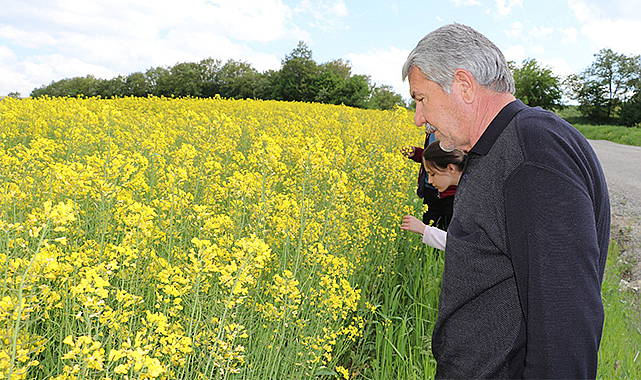 Kanola tarlasında inceleme