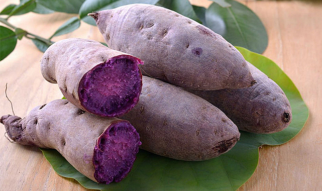 Mor patates deneme ekimi