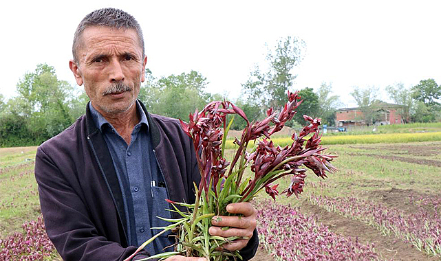 Özel izinle üretilen bitkiler tıpta kullanılıyor