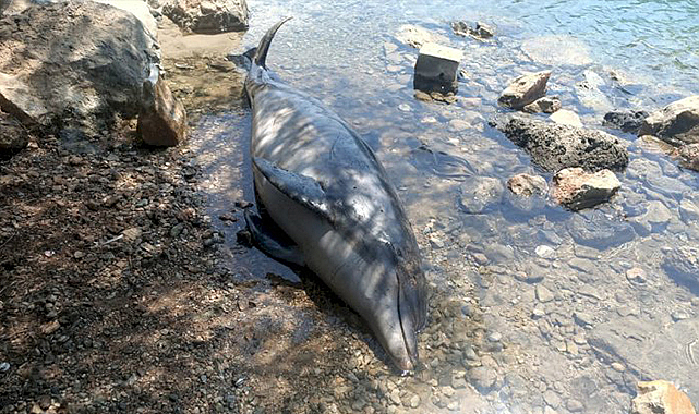 Sahile ölü yunus vurdu