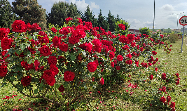 Salıpazarı güllerle donatılıyor