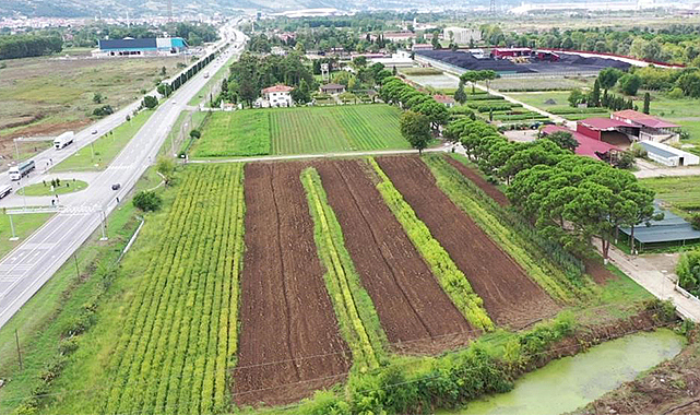 Samsun'da üretilen 134 türden 10 milyon fidan Türkiye'yi yeşillendiriyor