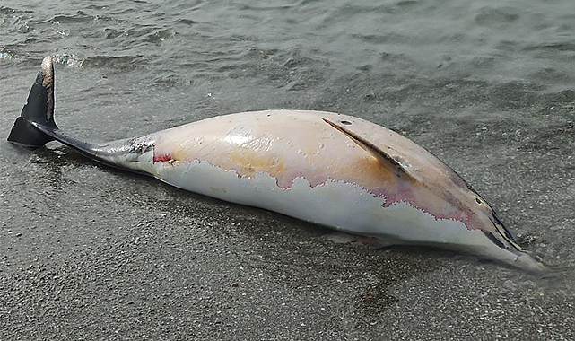 Samsun sahiline ölü yunus vurdu