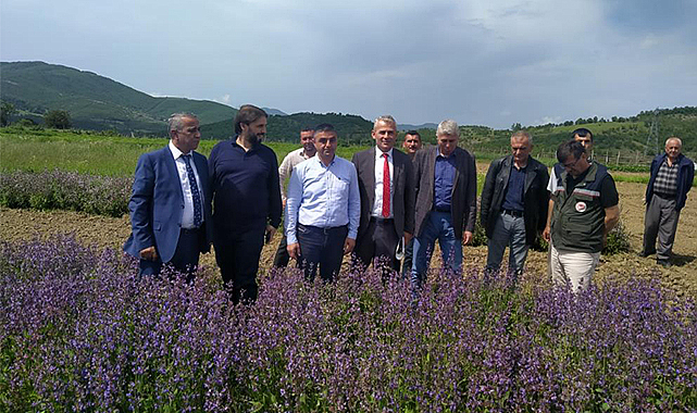 Samsun'da 'tıbbı aromatik bitki' atağı!