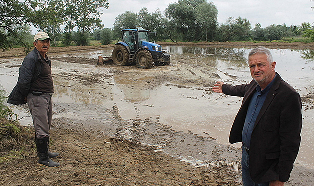 Samsun'un 4 ilçesinde çeltik üretimi yapılıyor