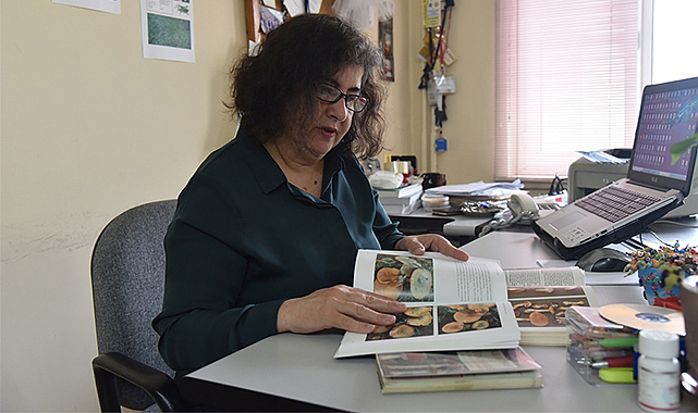 Türkiye'deki en zehirli mantar nasıl anlaşılır?