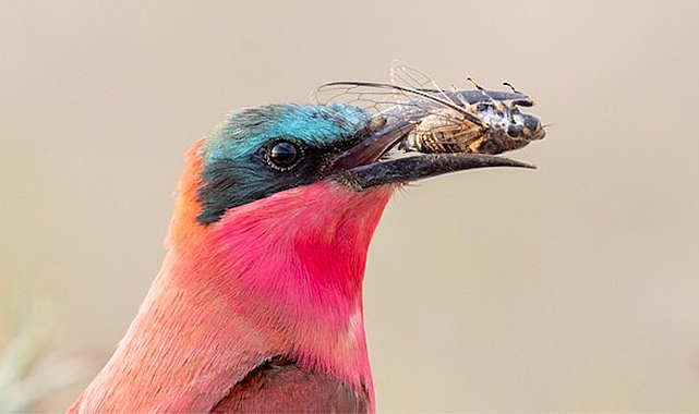 Türkiye'nin 500. kuş türü Kızılırmak Deltası'nda görüldü