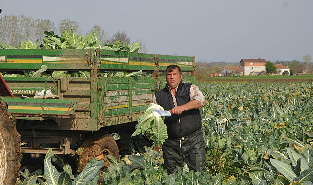 Verimli Samsun ovaları Türkiye’yi besliyor