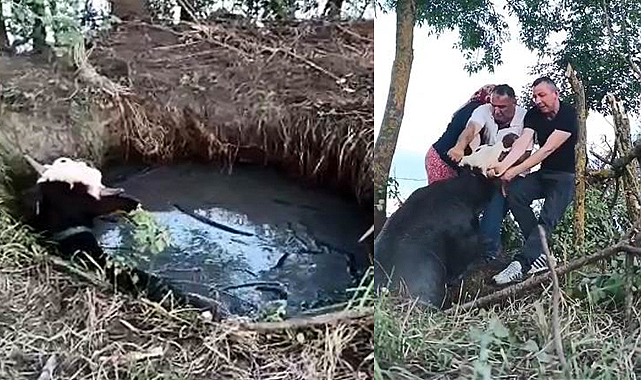 1 gün boyunca kuyuda mahsur kalan ineği kurtardılar