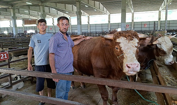 1250 kilogramlık kurbanlık 140 bin lira