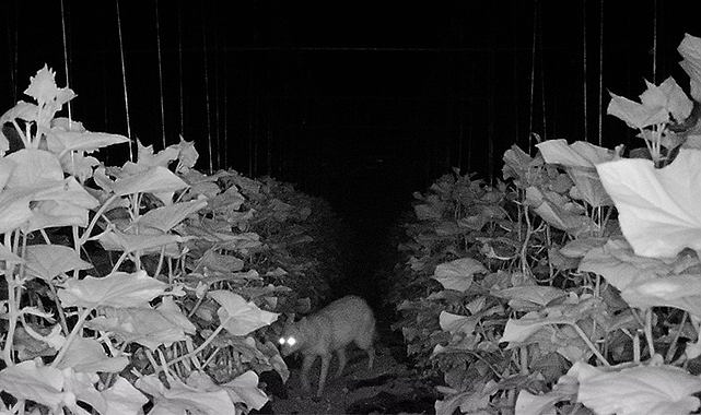 Amasyalı köylüler böyle seslendi: ‘Çakal kardeş yakamızı bırak’