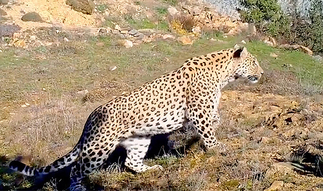 Anadolu leoparı Türkiye'de yeniden görüntülendi