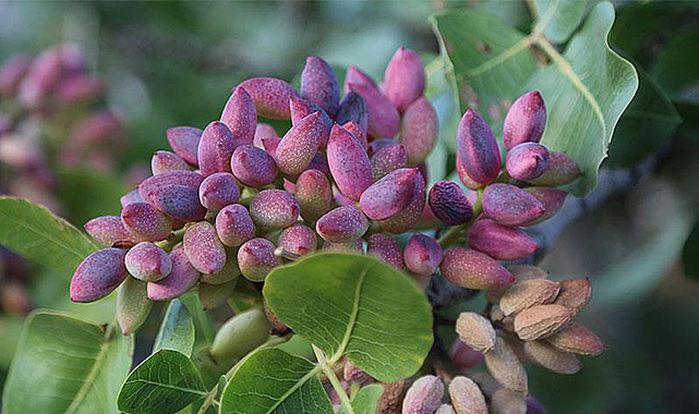 Bahar yağmurları 'yeşil altına' yaradı: Rekolte beklentisi yükseldi