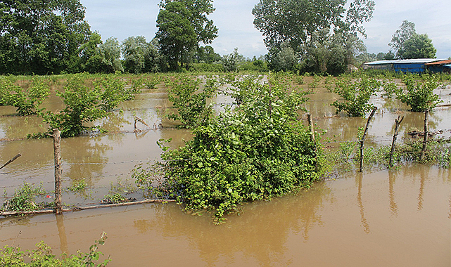 Çarşamba'da tarım arazileri sular altında