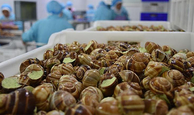 Deniz salyangozu ihracatı 7,2 milyon doları aştı