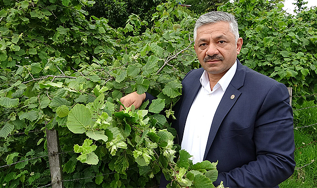 Fındıkta rekolte tahminleri açıklamak için erken