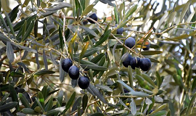 Gemlik zeytinine AB tescili