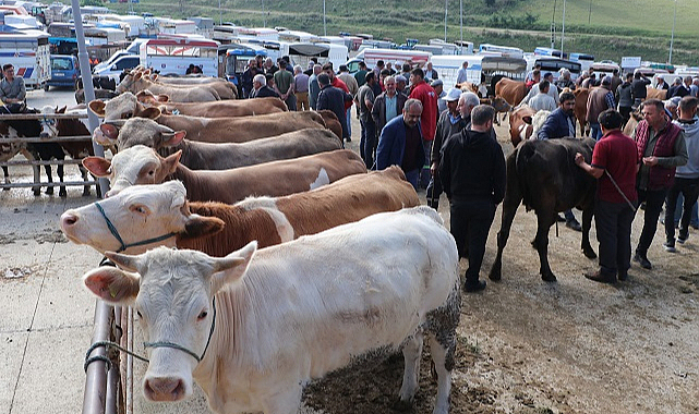 Havza'da kurbanlık pazarında hareketlilik arttı