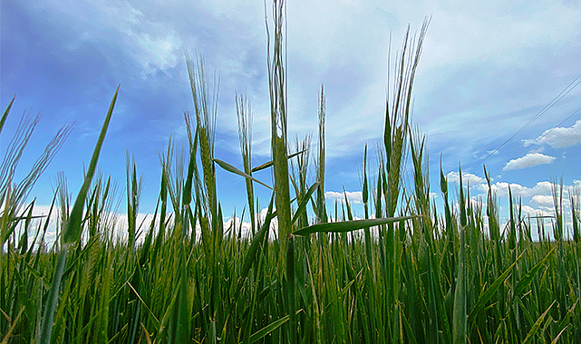 Hububattaki sarı pas hastalığı yağmurdan etkilenmeyen zirai ilaçlarla geçilebilir
