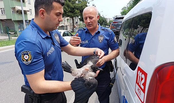 Karga yavrusu zincirleme kazaya sebep oldu