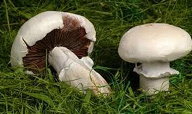 Kavak'ta 2 kişi mantardan zehirlendi